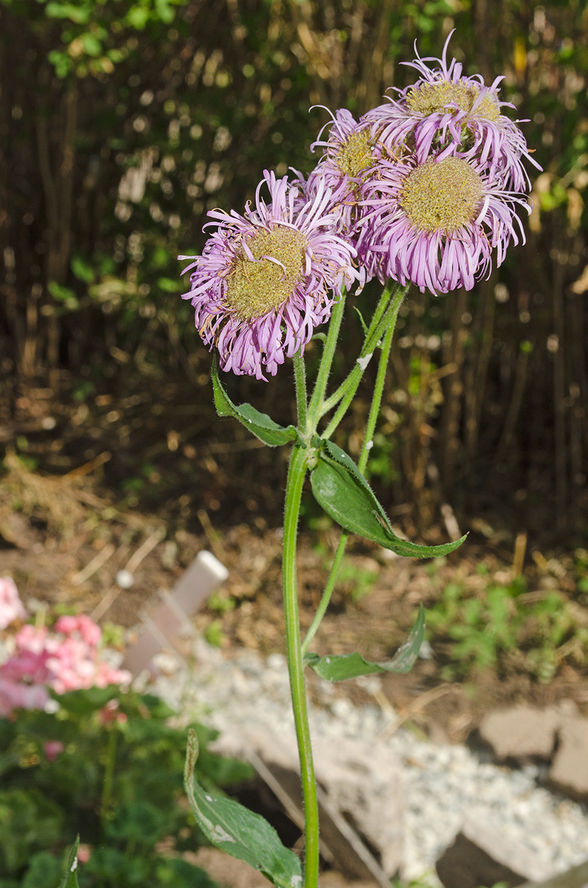 Изображение особи Erigeron speciosus.