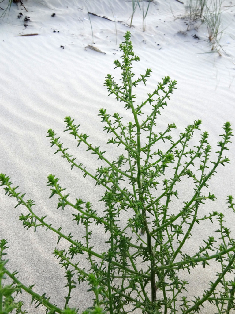 Изображение особи Salsola kali.