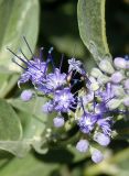 Caryopteris × clandonensis. Часть соцветия с цветками и бутонами. Украина, г. Запорожье, Запорожский детский ботанический сад. 23.08.2018.