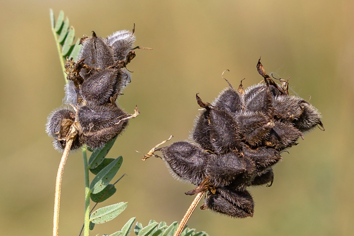 Изображение особи Astragalus cicer.