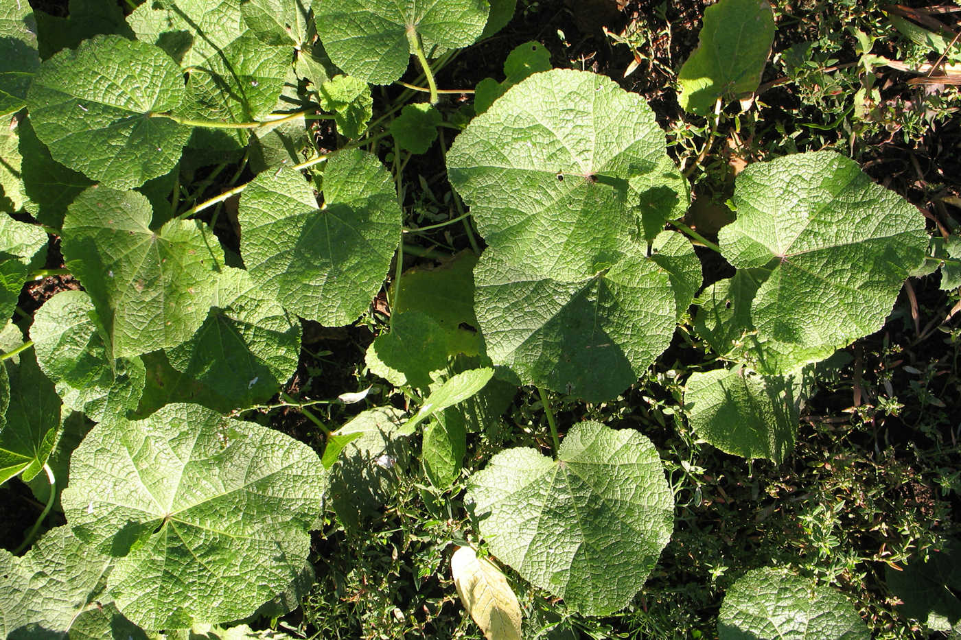 Image of Alcea rosea specimen.