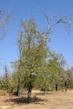 Juglans microcarpa