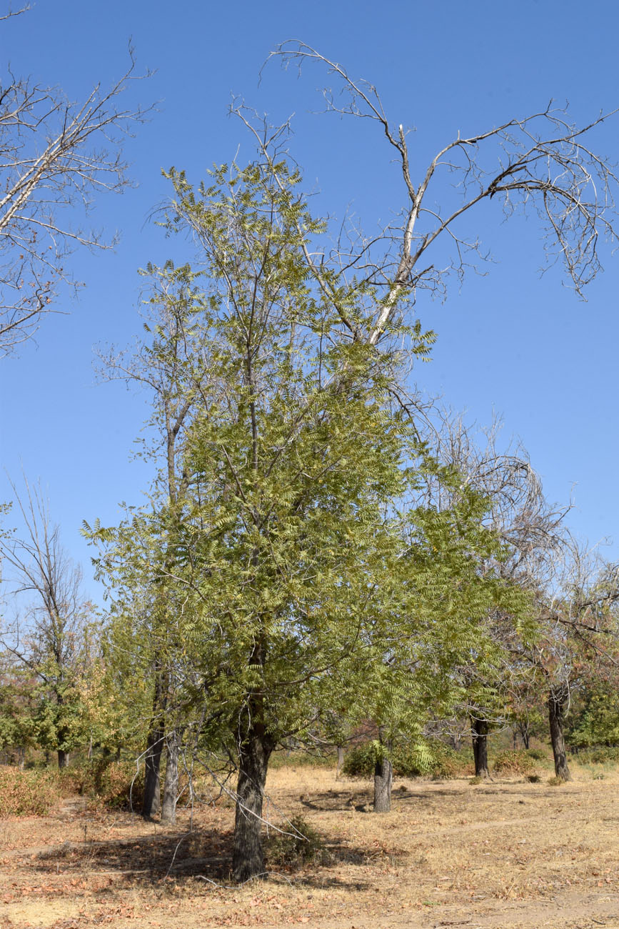 Image of Juglans microcarpa specimen.