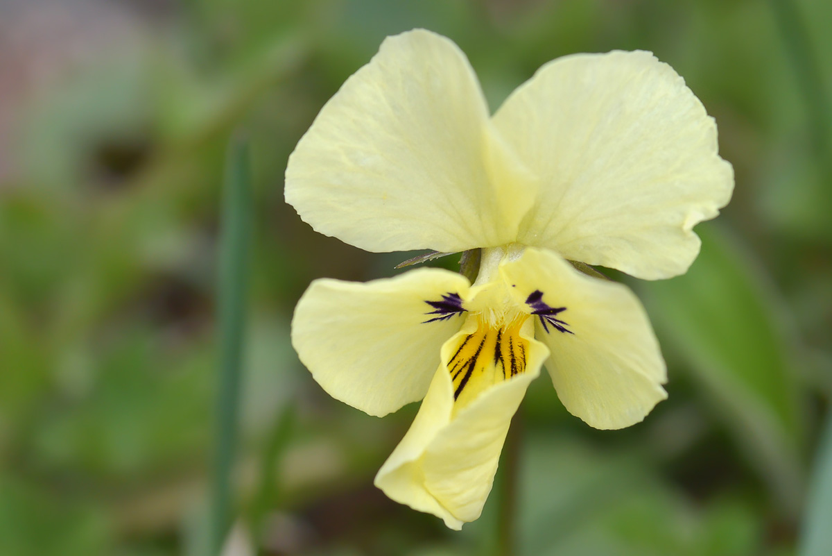 Изображение особи Viola altaica.