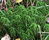 Sphagnum squarrosum