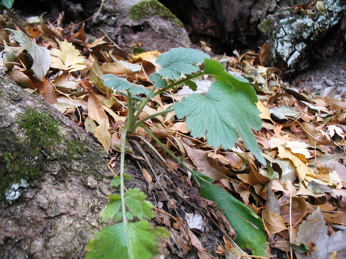 Изображение особи Orthurus heterocarpus.