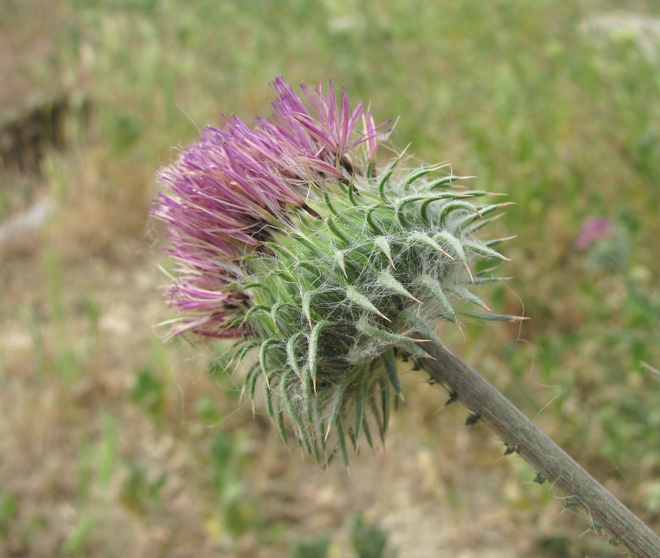 Изображение особи Carduus uncinatus.
