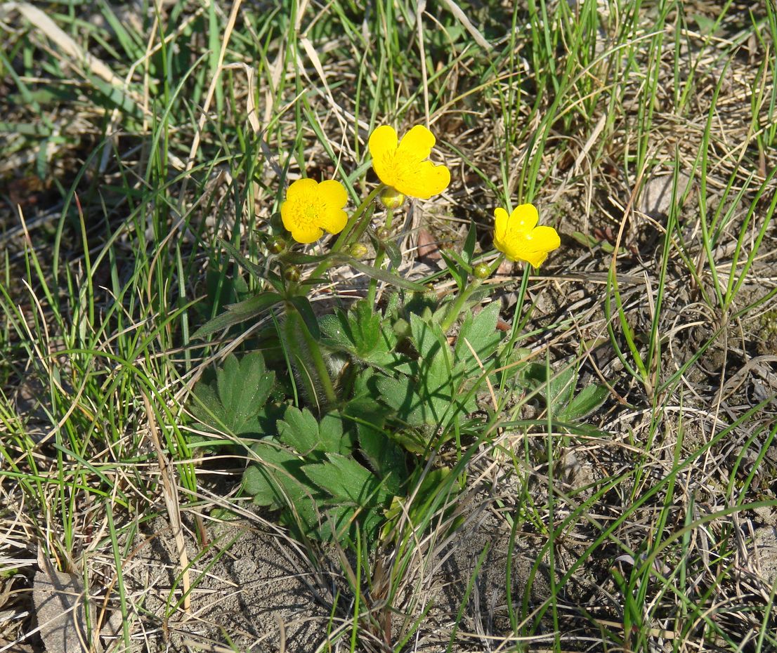 Image of genus Ranunculus specimen.