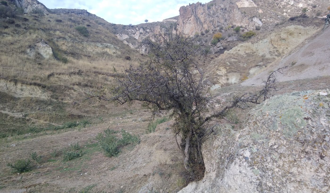 Image of Rhamnus erythroxyloides specimen.