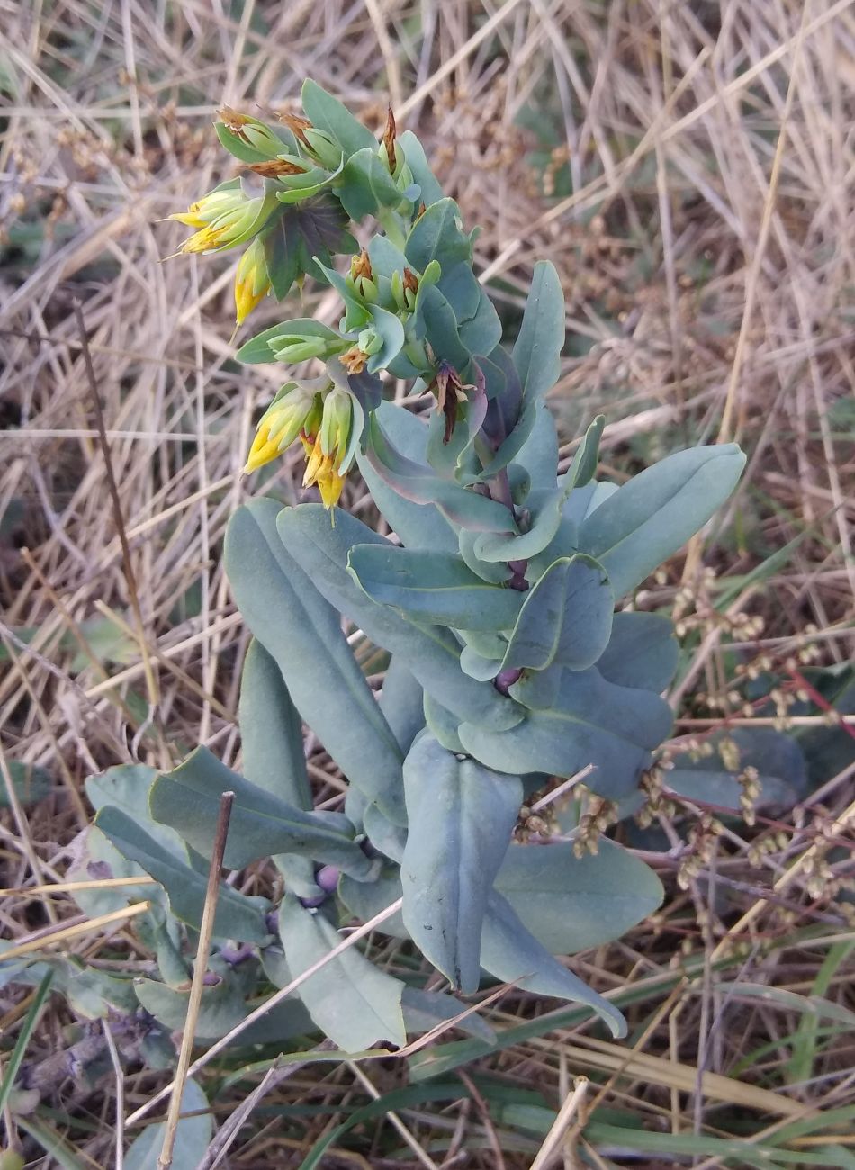 Image of Cerinthe minor specimen.