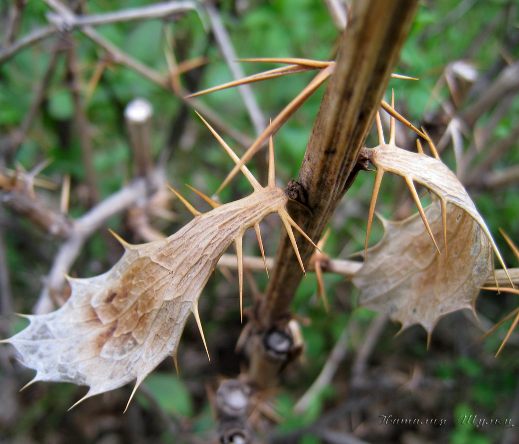 Image of Berberis vulgaris specimen.