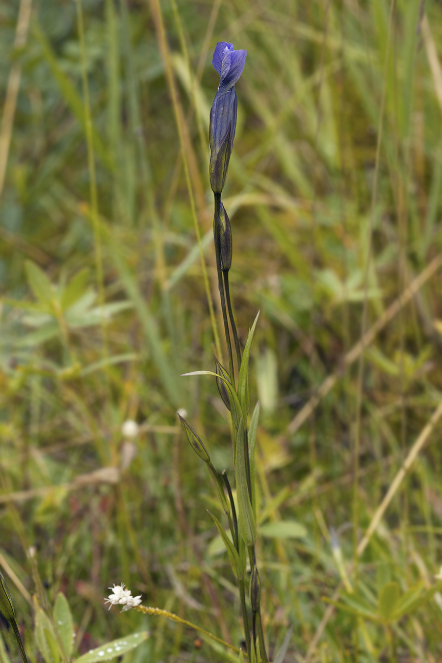 Image of Gentianopsis barbata specimen.