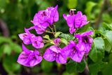 род Bougainvillea. Верхушка ветки с соцветиями. Крым, пос. Партенит, парк \"Айвазовское\", в культуре. 23.09.2018.