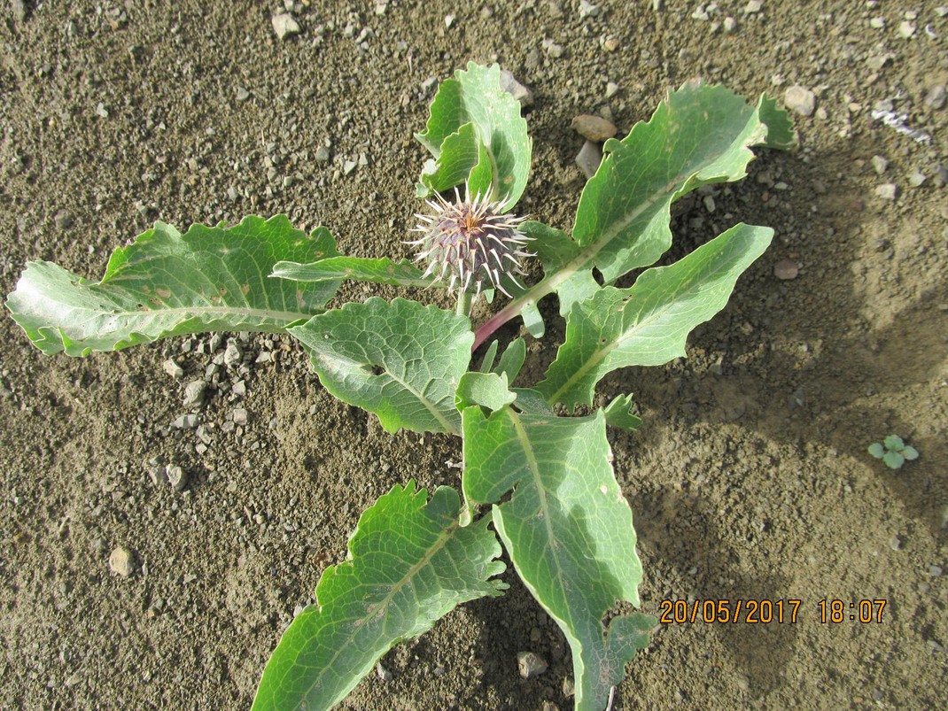 Image of Klasea serratuloides specimen.