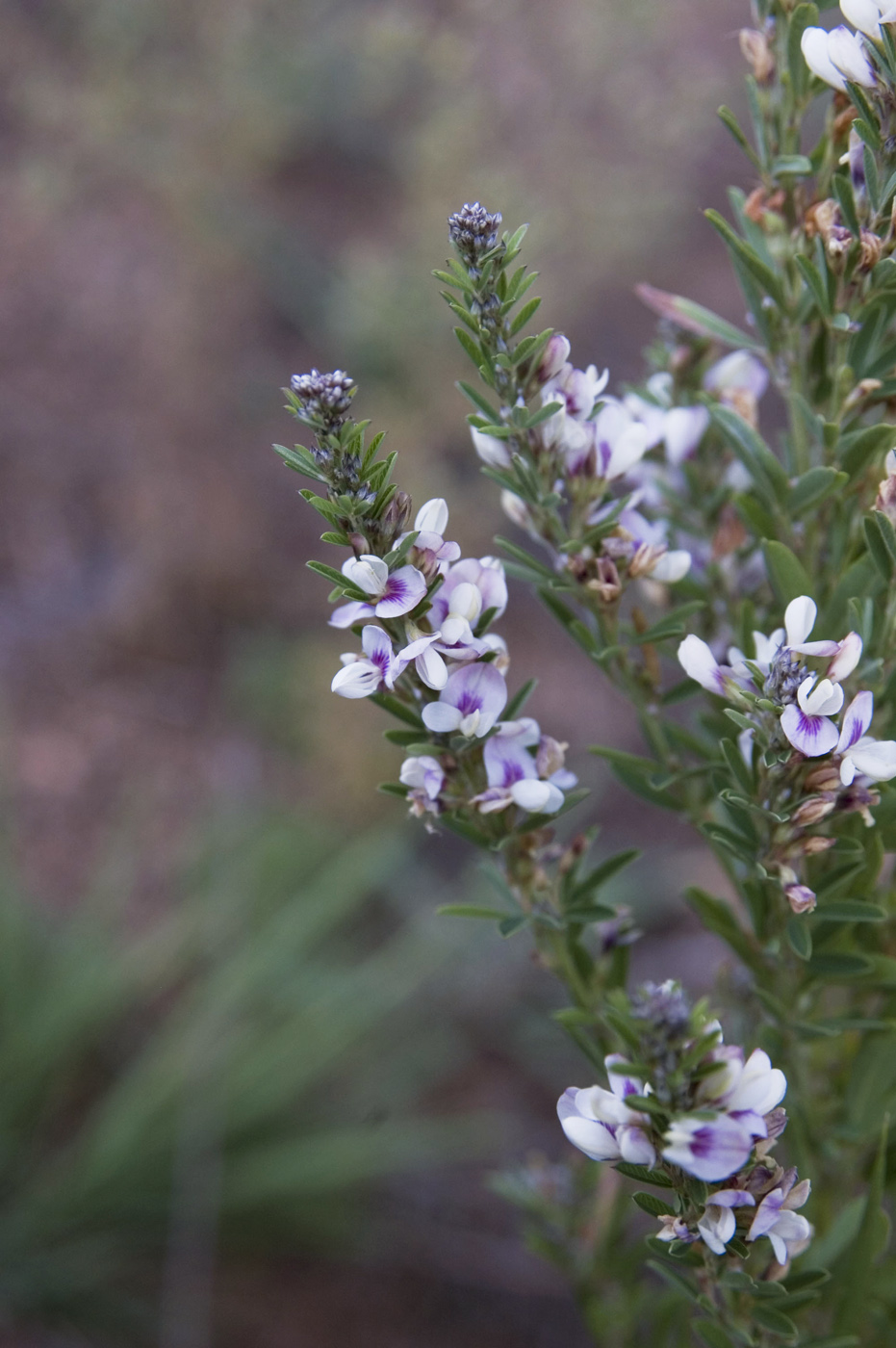 Изображение особи Lespedeza juncea.