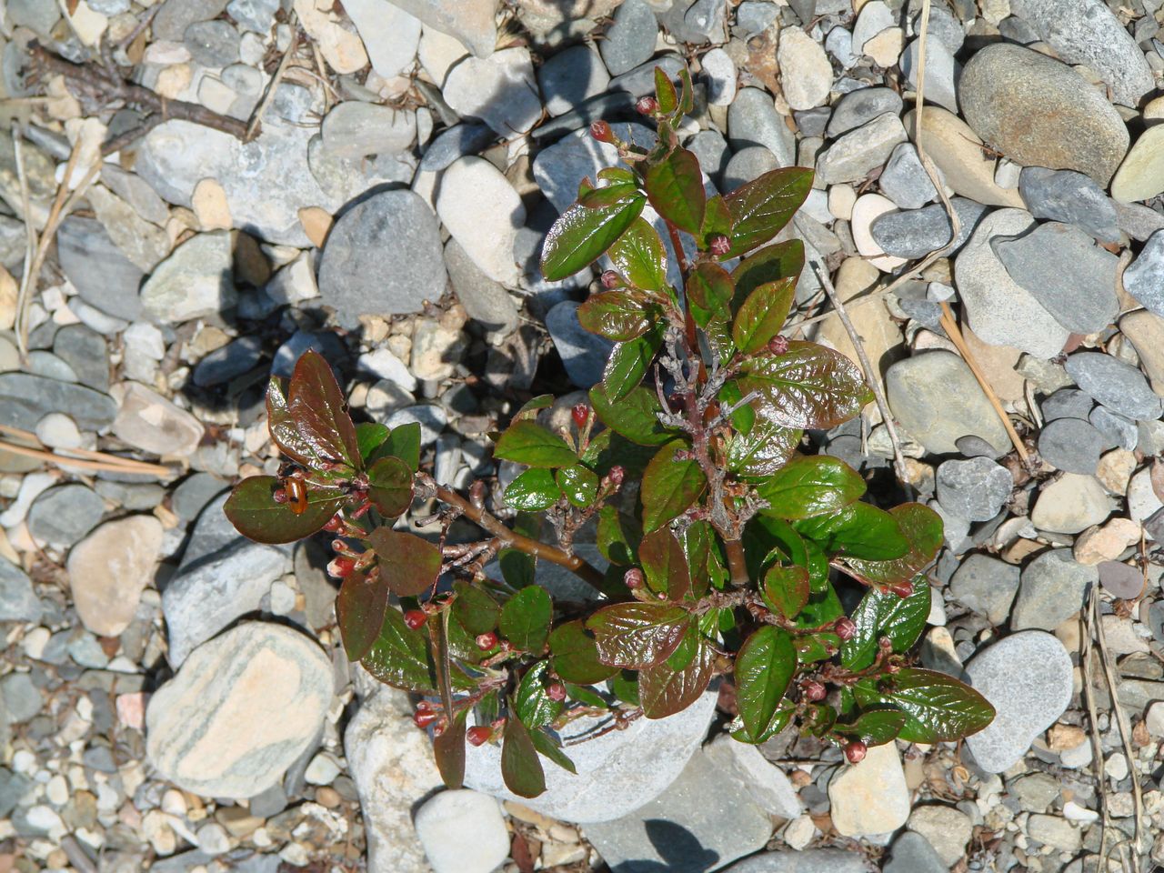 Image of Cotoneaster lucidus specimen.