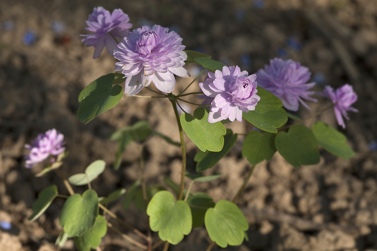 Изображение особи Thalictrum thalictroides.