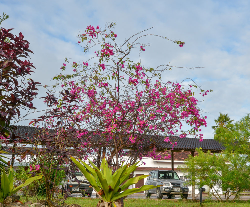 Изображение особи род Bougainvillea.