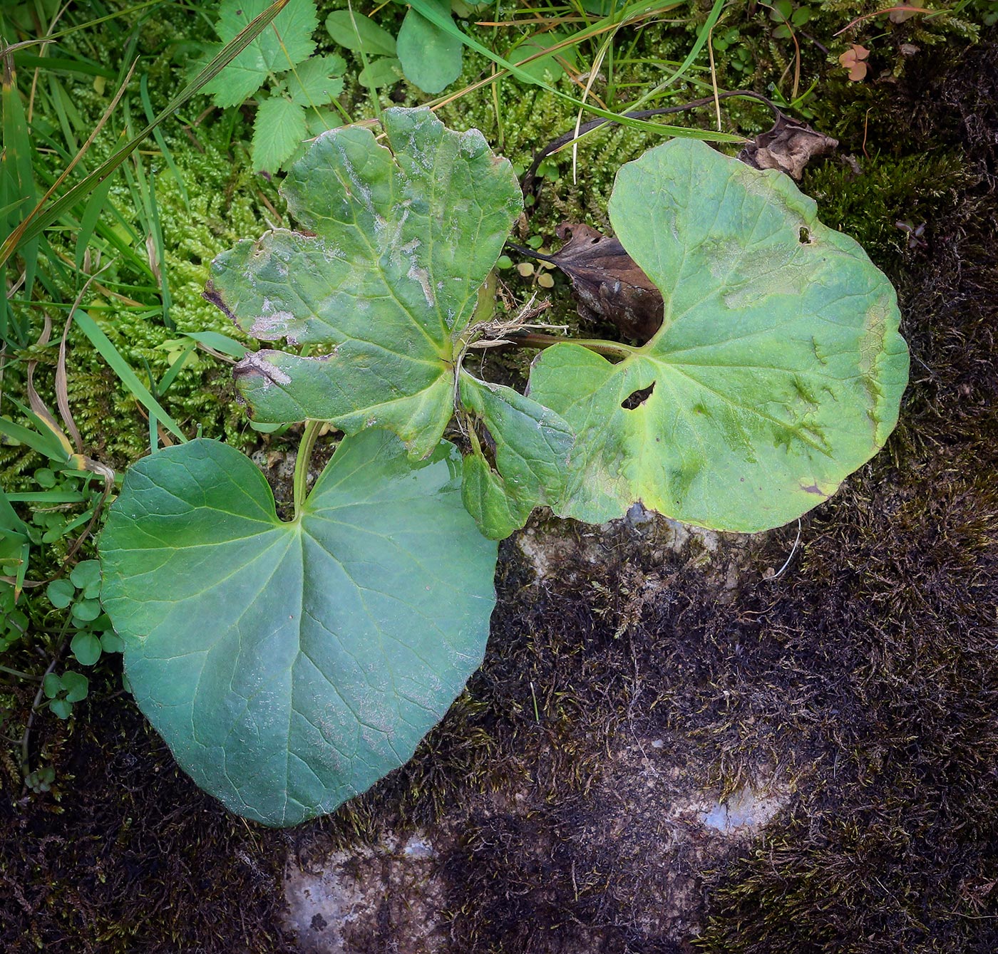 Image of Petasites spurius specimen.