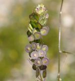 Biscutella didyma