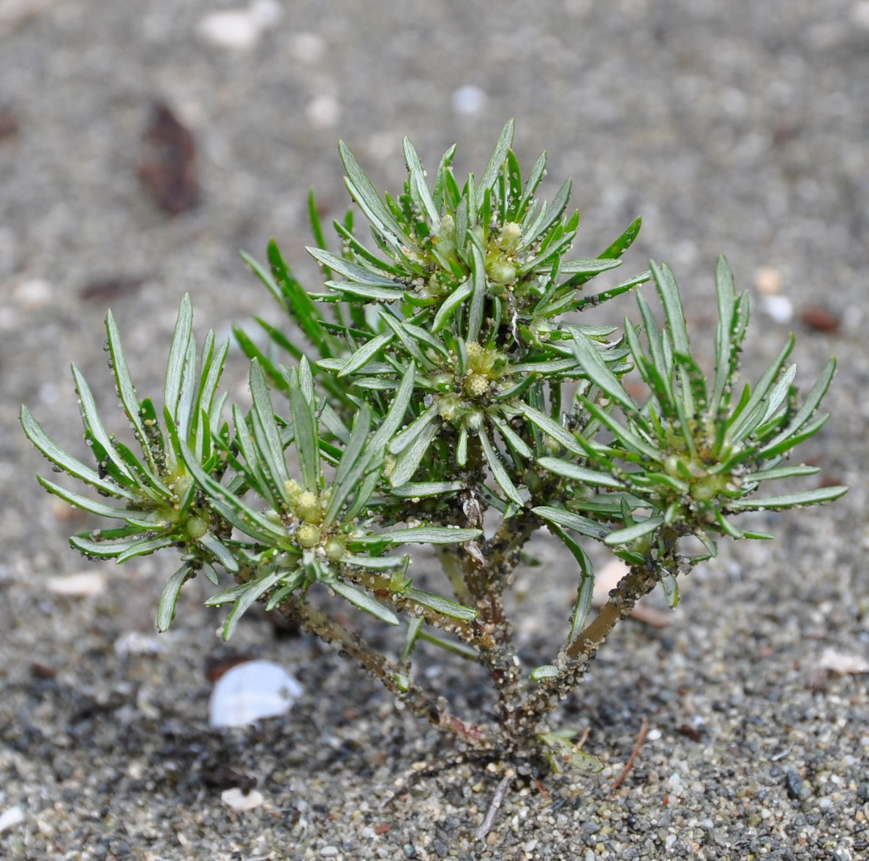 Image of Ifloga spicata specimen.