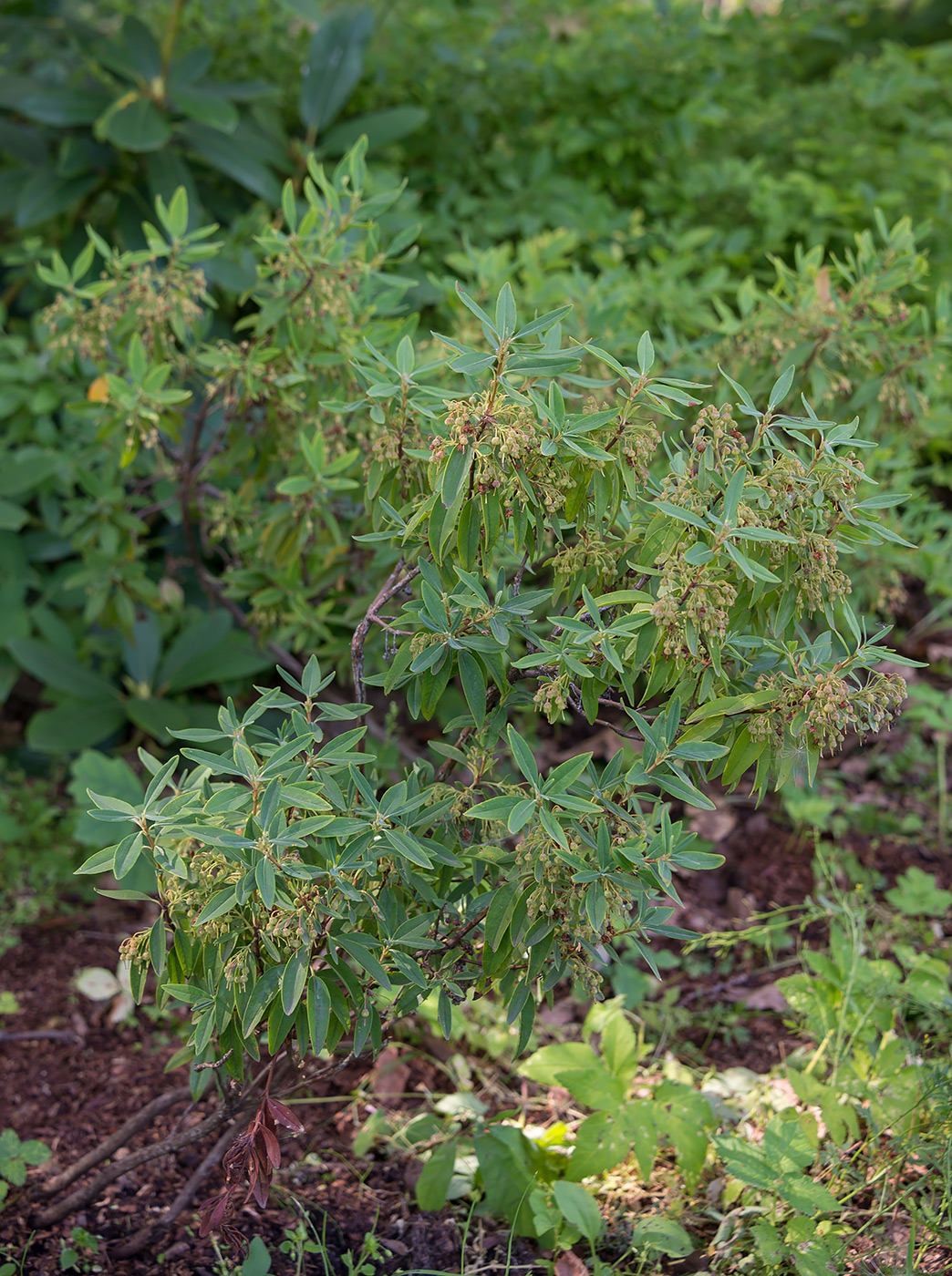 Image of Kalmia angustifolia specimen.