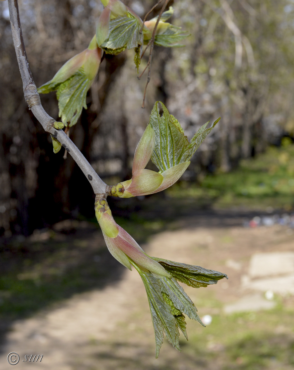 Image of Acer pseudoplatanus specimen.