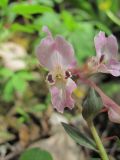 Corydalis cava