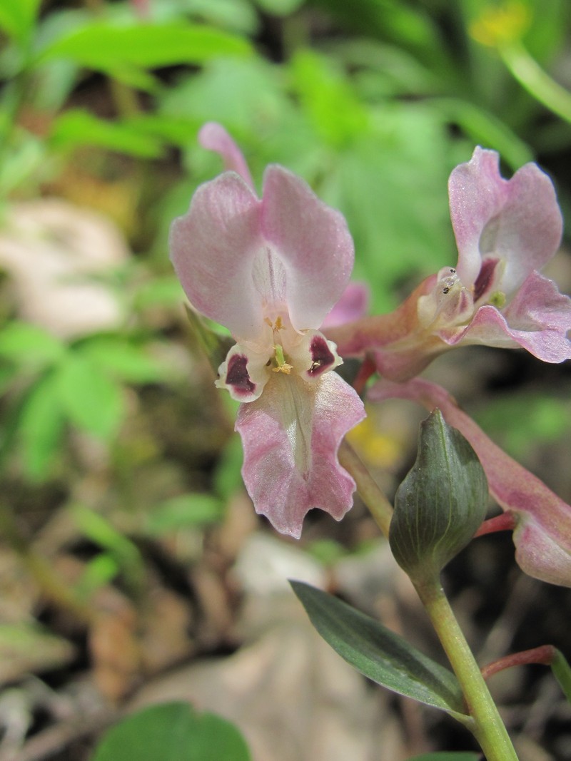 Image of Corydalis cava specimen.