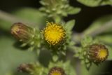 Inula conyza