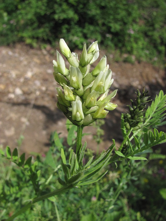 Изображение особи Astragalus cicer.