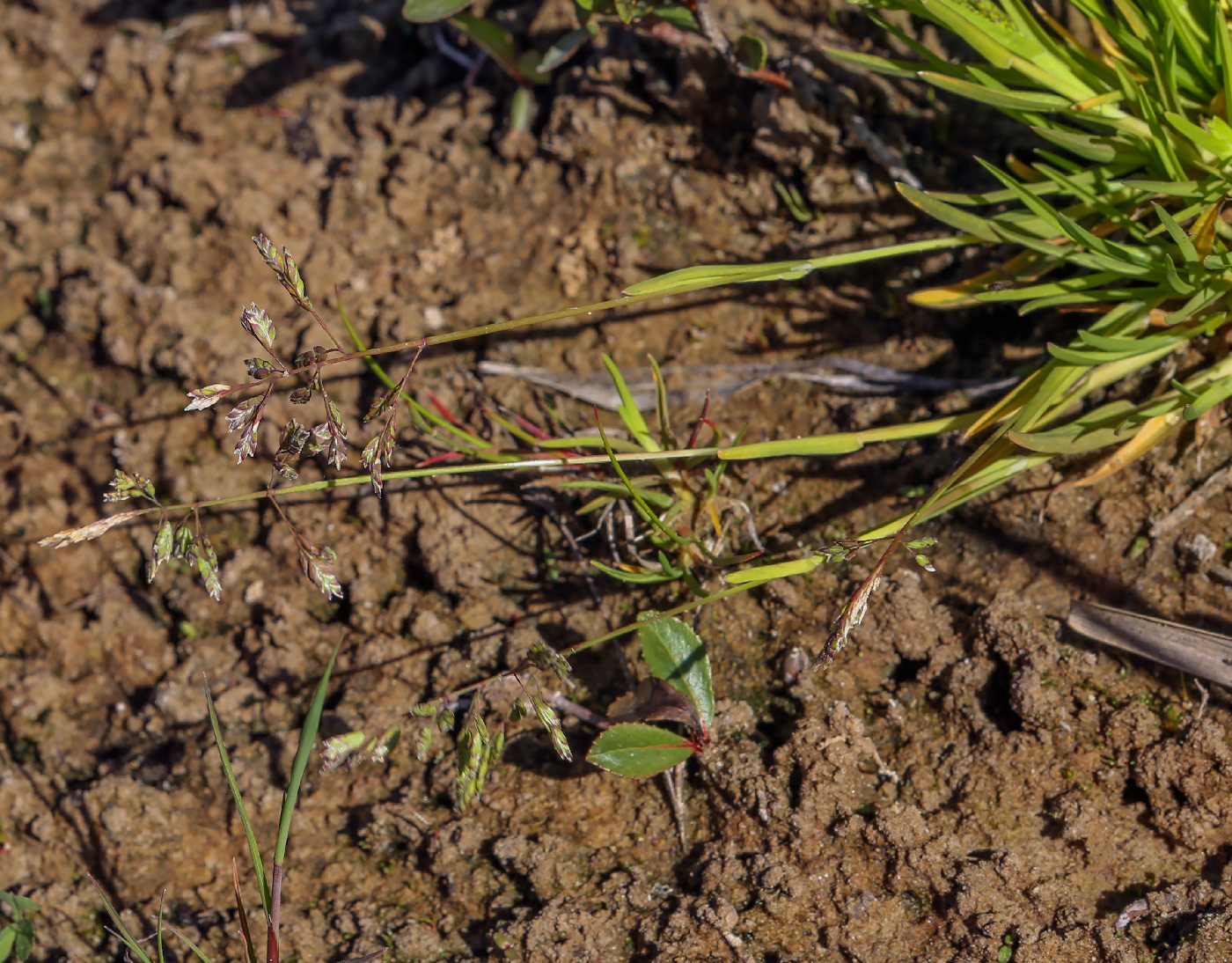 Image of Poa annua specimen.