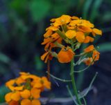 Image of taxon representative. Author is Игорь Павлов