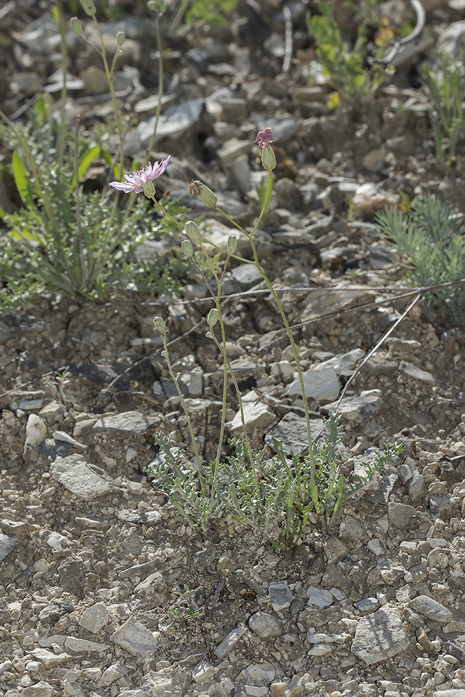 Изображение особи Lagoseris purpurea.