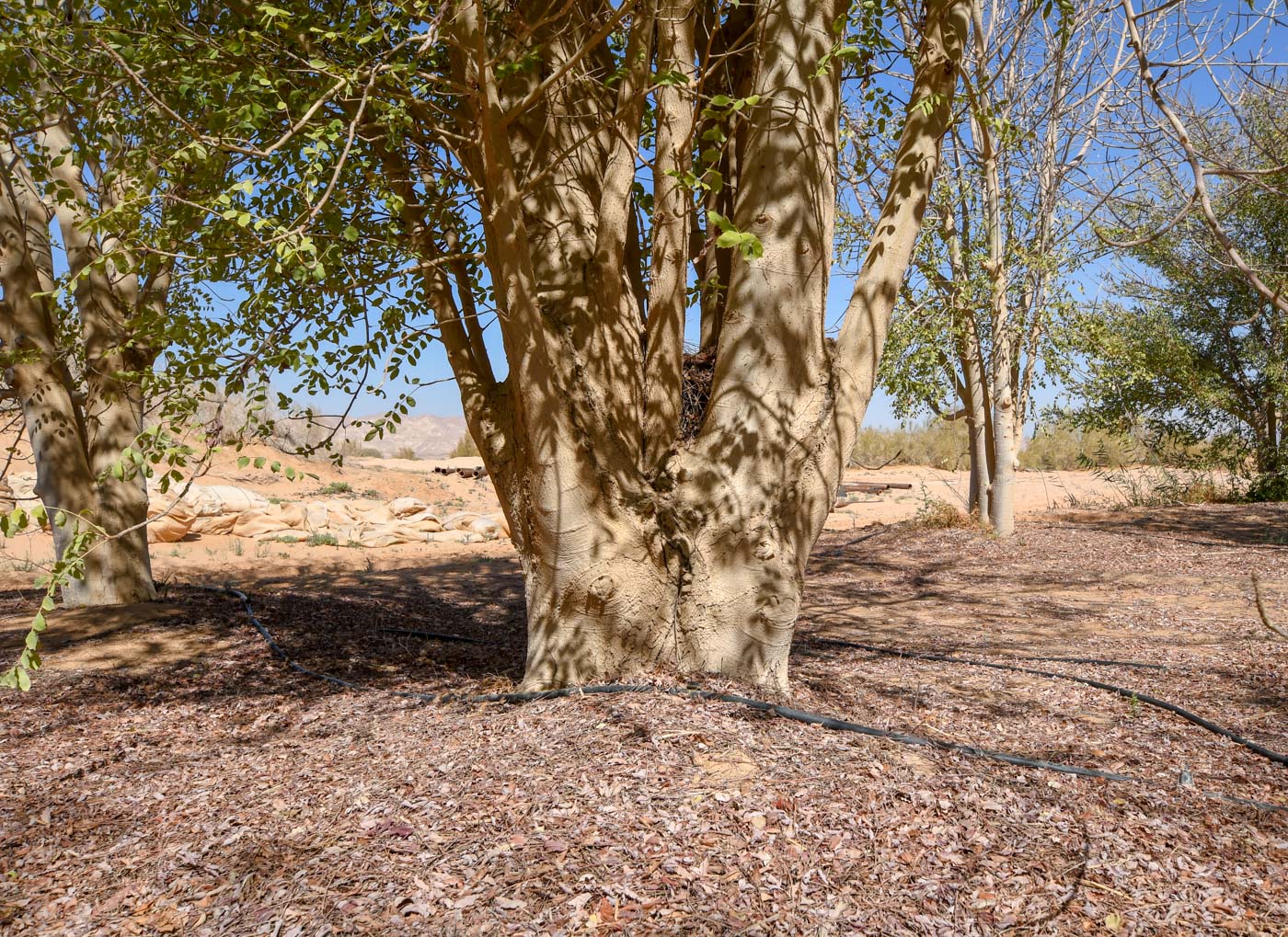 Изображение особи Sclerocarya birrea.