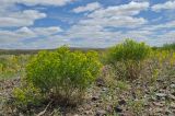 Euphorbia uralensis. Цветущие и плодоносящие растения. Челябинская обл., Кизильский р-н, окр. с. Богдановское, долина р. Урал, галечный берег, степь. 14 июня 2019 г.