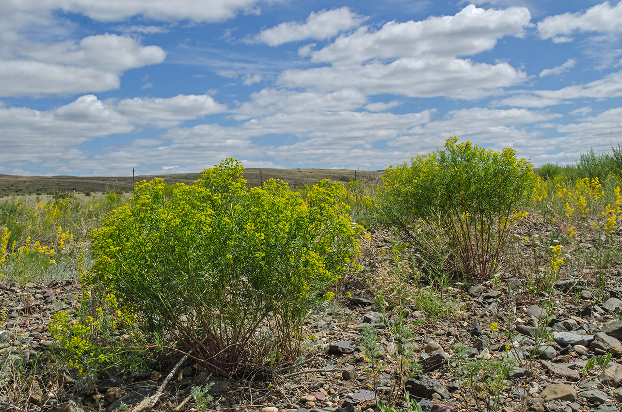 Изображение особи Euphorbia uralensis.