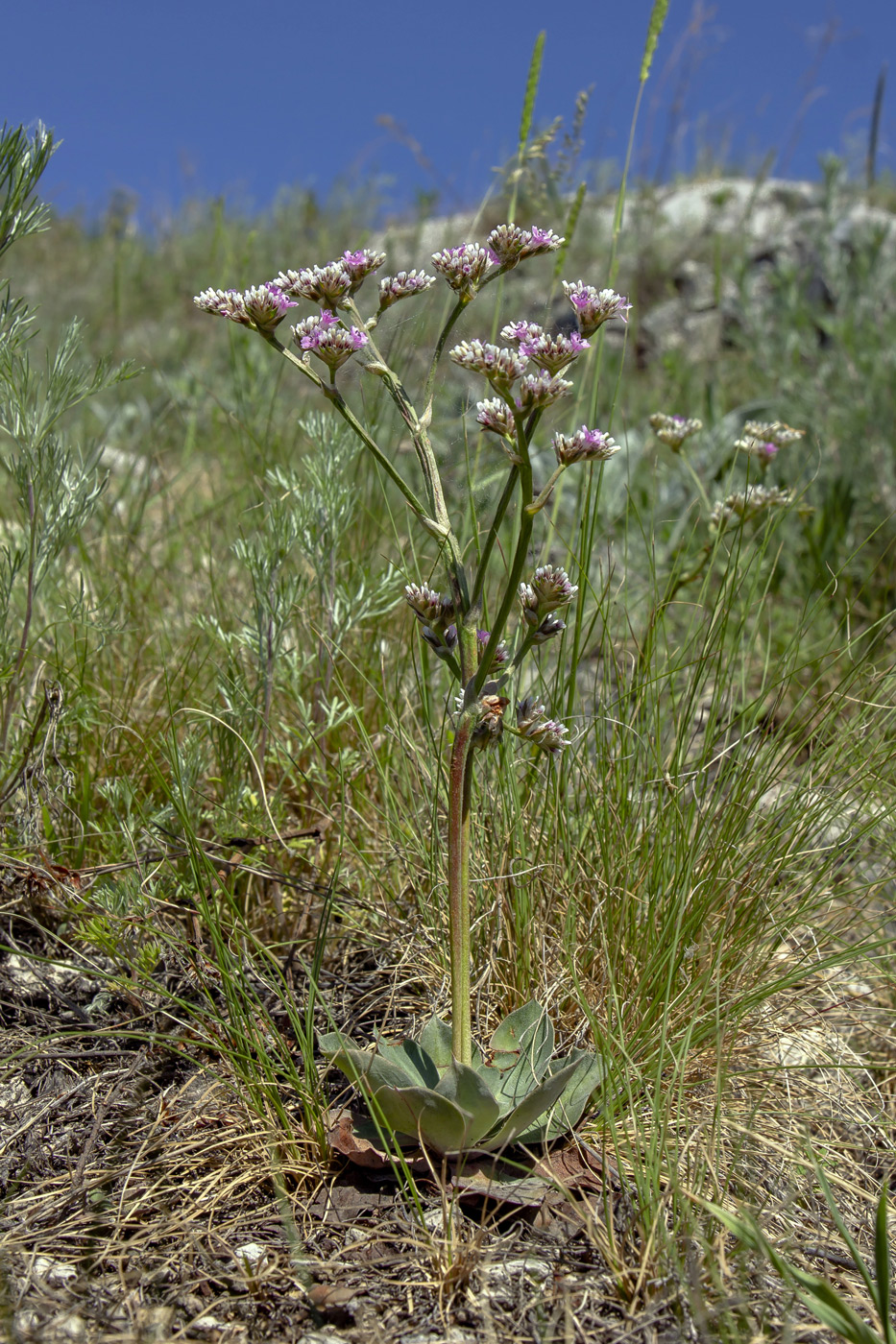 Image of Goniolimon speciosum specimen.