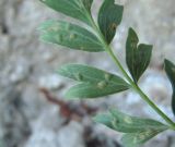 Potentilla orientalis. Часть листа с галлами(?) (вид снизу). Дагестан, Левашинский р-н, окр. с. Леваши, ок. 1400 м н.у.м., у скального выхода. 01.06.2019.