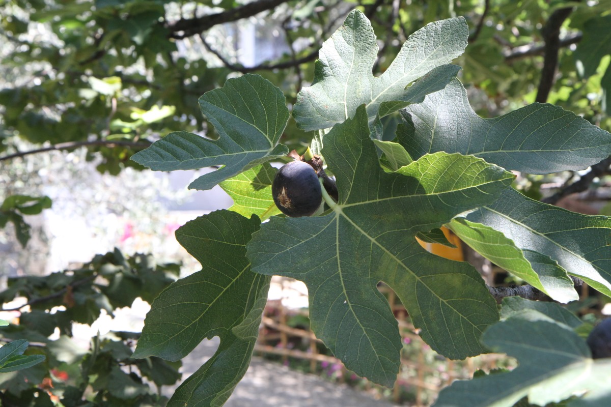 Изображение особи Ficus carica.