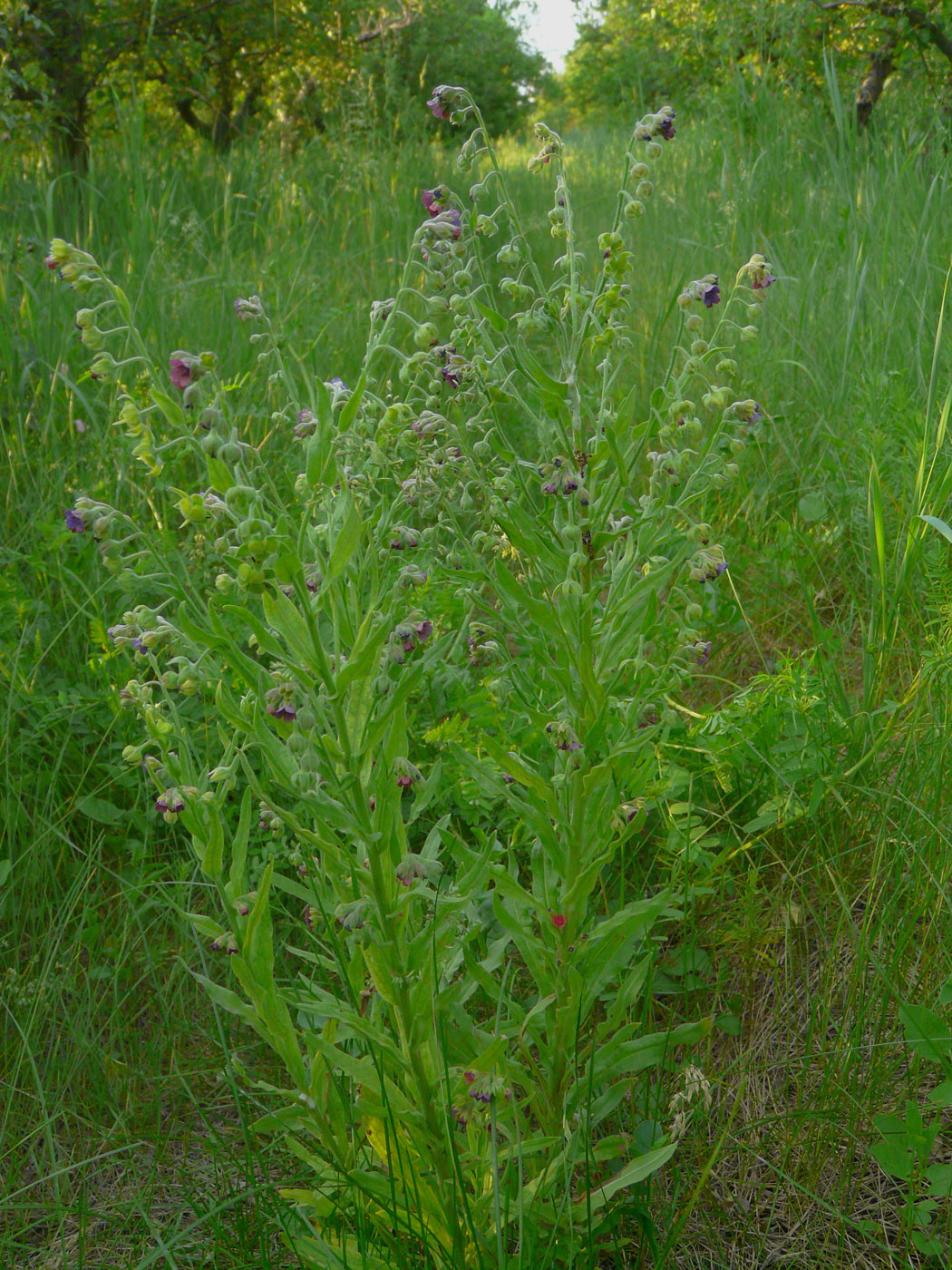 Изображение особи Cynoglossum officinale.