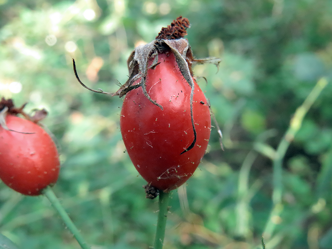 Image of genus Rosa specimen.