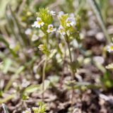 Euphrasia pectinata