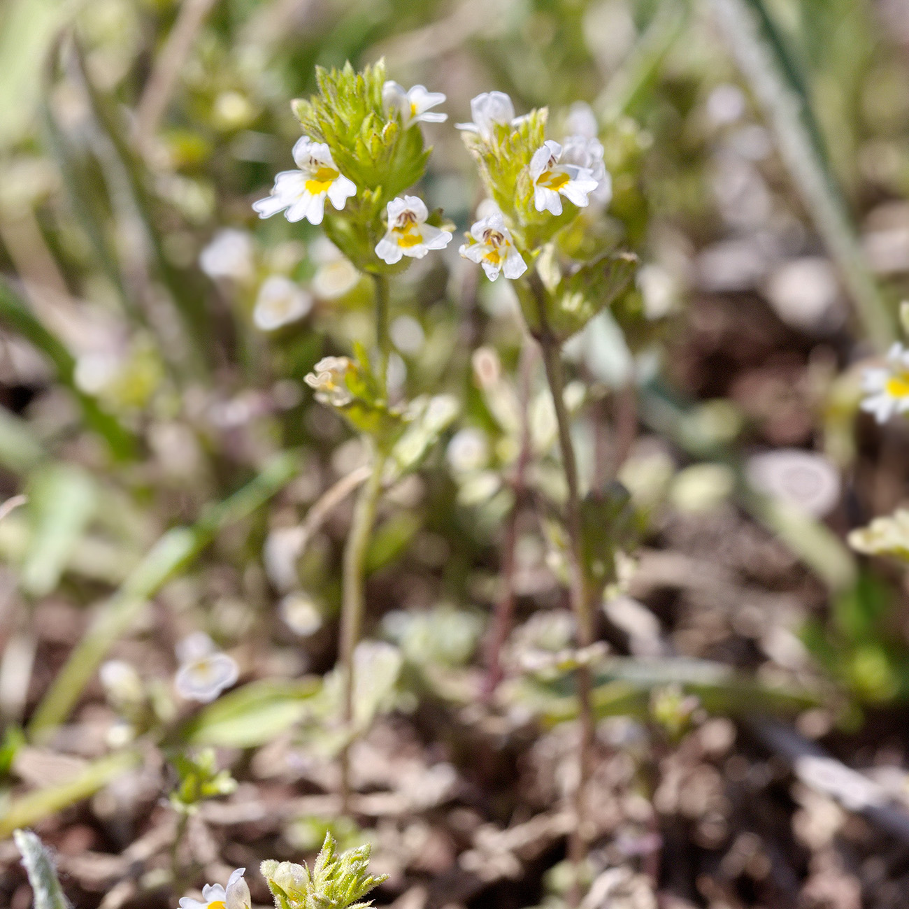 Изображение особи Euphrasia pectinata.