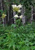Filipendula ulmaria