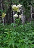 Filipendula ulmaria. Верхушка цветущего растения. Башкирия, Белорецкий р-н, гора Большой Иремель, ≈ 1000 м н.у.м., опушка смешанного леса. 30.07.2019.