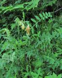 Vicia balansae