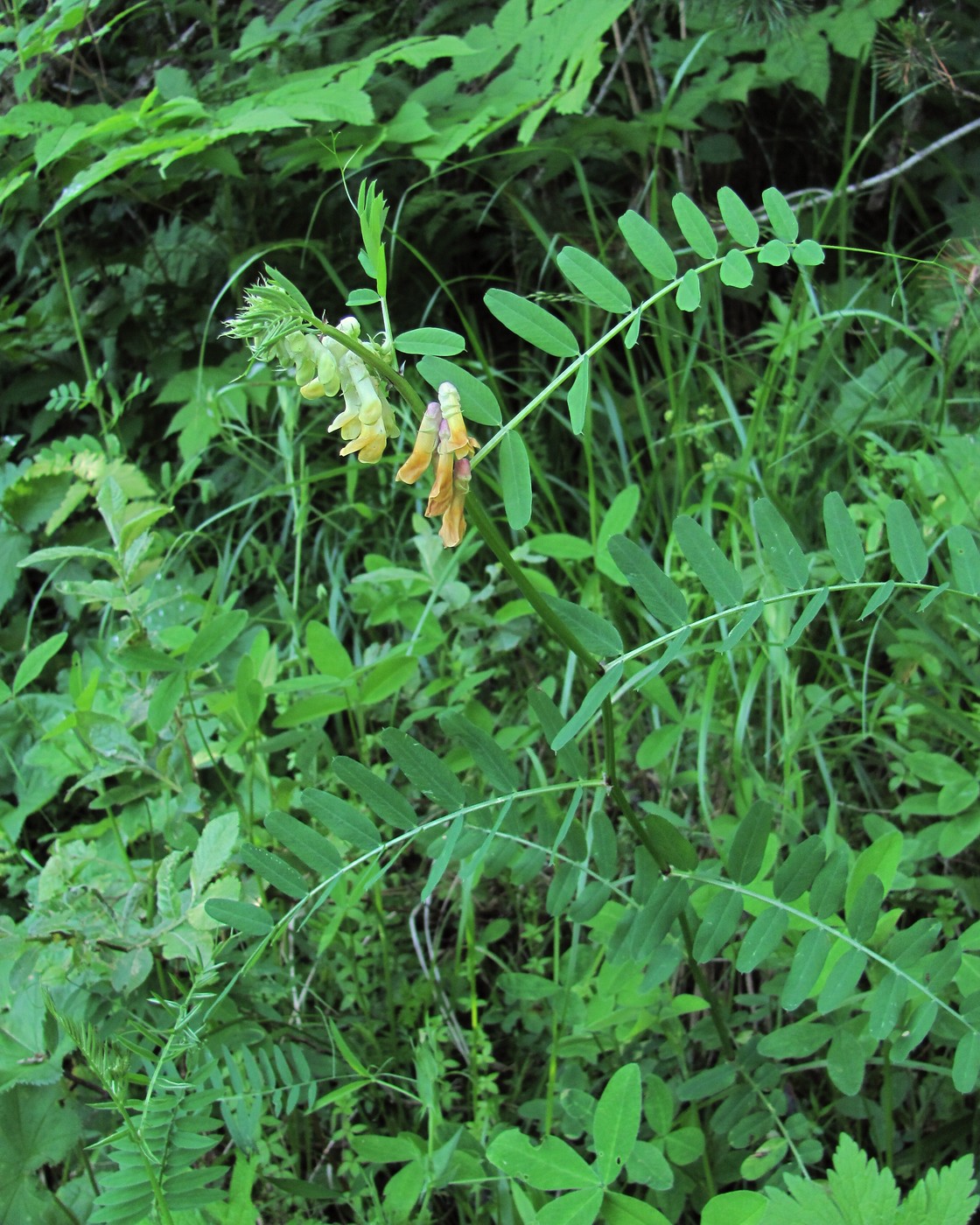 Изображение особи Vicia balansae.