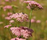 Pimpinella rhodantha. Соцветия c кормящимися насекомыми. Карачаево-Черкесия, Домбай, гора Мусса-Ачитара, альпийский луг. 29.08.2019.