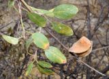 Amygdalus bucharica. Верхушка ветви с листьями и плодом. Узбекистан, Навоийская обл., Нуратинский р-н, Нуратинский хр., ущ. р. Кичиксай. 29.10.2019.